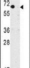 Kruppel Like Factor 10 antibody, PA5-14839, Invitrogen Antibodies, Western Blot image 