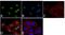 Mitogen-Activated Protein Kinase Kinase 1 antibody, GTX25612, GeneTex, Immunocytochemistry image 