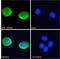 DExD/H-Box Helicase 58 antibody, LS-B3768, Lifespan Biosciences, Immunofluorescence image 