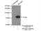 TBC1 Domain Family Member 17 antibody, 20482-1-AP, Proteintech Group, Immunoprecipitation image 