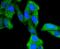 Glycogen Synthase Kinase 3 Alpha antibody, A03152Y216Y279, Boster Biological Technology, Immunocytochemistry image 