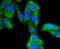Glycogen Synthase Kinase 3 Alpha antibody, A03152Y216Y279, Boster Biological Technology, Immunocytochemistry image 