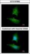 Lipin 1 antibody, GTX107992, GeneTex, Immunocytochemistry image 