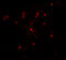 Autophagy Related 4C Cysteine Peptidase antibody, 7907, ProSci, Immunofluorescence image 