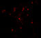 Cysteine protease ATG4C antibody, 7907, ProSci, Immunofluorescence image 