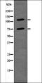 Nuclear Factor Of Activated T Cells 1 antibody, orb335680, Biorbyt, Western Blot image 