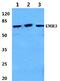 Adhesion G Protein-Coupled Receptor E3 antibody, A14348Y652, Boster Biological Technology, Western Blot image 