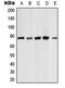 Protein Kinase C Zeta antibody, MBS827336, MyBioSource, Western Blot image 