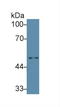 Interleukin 6 Receptor antibody, LS-C294923, Lifespan Biosciences, Western Blot image 