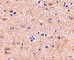 VGF Nerve Growth Factor Inducible antibody, 4611, ProSci, Immunohistochemistry frozen image 