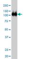 Chromosome Segregation 1 Like antibody, H00001434-M02, Novus Biologicals, Western Blot image 