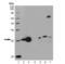 Heme Oxygenase 1 antibody, GTX13248, GeneTex, Western Blot image 