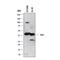 T-Box 6 antibody, AF4744, R&D Systems, Western Blot image 