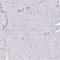 Glucagon antibody, NBP2-38330, Novus Biologicals, Immunohistochemistry paraffin image 
