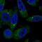 Base Methyltransferase Of 25S RRNA 2 Homolog antibody, PA5-65637, Invitrogen Antibodies, Immunofluorescence image 