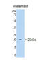 Pancreas Associated Transcription Factor 1a antibody, LS-C300181, Lifespan Biosciences, Western Blot image 