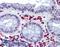 Tribbles Pseudokinase 2 antibody, LS-B3826, Lifespan Biosciences, Immunohistochemistry paraffin image 