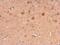 Neuronal Calcium Sensor 1 antibody, GTX105552, GeneTex, Immunohistochemistry paraffin image 