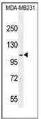 Semaphorin 3G antibody, AP53845PU-N, Origene, Western Blot image 