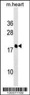 Phosphodiesterase 6D antibody, 59-162, ProSci, Western Blot image 