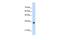 Homeobox B4 antibody, GTX49003, GeneTex, Western Blot image 