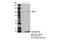 NLR Family Member X1 antibody, 13829S, Cell Signaling Technology, Immunoprecipitation image 