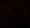 Caspase-12 antibody, 2327, QED Bioscience, Immunofluorescence image 