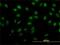 SIX Homeobox 4 antibody, H00051804-M07, Novus Biologicals, Immunofluorescence image 