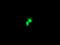 Fibroblast Growth Factor 21 antibody, TA502954, Origene, Immunofluorescence image 