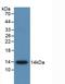 Anti-Mullerian Hormone antibody, LS-C720965, Lifespan Biosciences, Western Blot image 