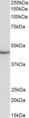 Signal Transducing Adaptor Family Member 2 antibody, GTX89679, GeneTex, Western Blot image 