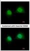 General Transcription Factor IIA Subunit 1 antibody, NBP2-16760, Novus Biologicals, Immunocytochemistry image 