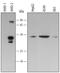 Heme Oxygenase 2 antibody, MAB3170, R&D Systems, Western Blot image 