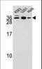 Antagonist Of Mitotic Exit Network 1 Homolog antibody, LS-C156313, Lifespan Biosciences, Western Blot image 