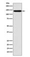 Solute Carrier Family 9 Member A1 antibody, M01165, Boster Biological Technology, Western Blot image 