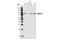 Lysine Acetyltransferase 2A antibody, 3305S, Cell Signaling Technology, Western Blot image 