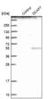 DDB1 And CUL4 Associated Factor 7 antibody, NBP1-92590, Novus Biologicals, Western Blot image 