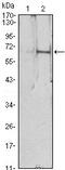 Erythropoietin antibody, MA5-15684, Invitrogen Antibodies, Western Blot image 