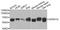 Adrenoceptor Alpha 1A antibody, A7873, ABclonal Technology, Western Blot image 