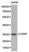 CD47 Molecule antibody, LS-C192722, Lifespan Biosciences, Western Blot image 