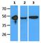 DL antibody, NBP2-42695, Novus Biologicals, Western Blot image 