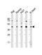 MCL1 Apoptosis Regulator, BCL2 Family Member antibody, A00712-1, Boster Biological Technology, Western Blot image 