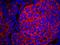 Eukaryotic Translation Initiation Factor 2 Subunit Alpha antibody, IHC-00456, Bethyl Labs, Immunofluorescence image 