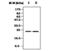 RAS Related antibody, MA5-17211, Invitrogen Antibodies, Western Blot image 