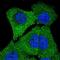 Striatin 4 antibody, NBP2-55532, Novus Biologicals, Immunocytochemistry image 