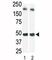 Sphingosine Kinase 1 antibody, F50216-0.4ML, NSJ Bioreagents, Western Blot image 