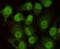 Protein Kinase, DNA-Activated, Catalytic Subunit antibody, GTX49138, GeneTex, Immunocytochemistry image 