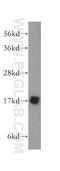 Mitochondrial fission process protein 1 antibody, 14257-1-AP, Proteintech Group, Western Blot image 