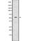 Interferon Regulatory Factor 7 antibody, abx216309, Abbexa, Western Blot image 