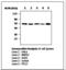 SMAD Family Member 3 antibody, LS-B2555, Lifespan Biosciences, Western Blot image 